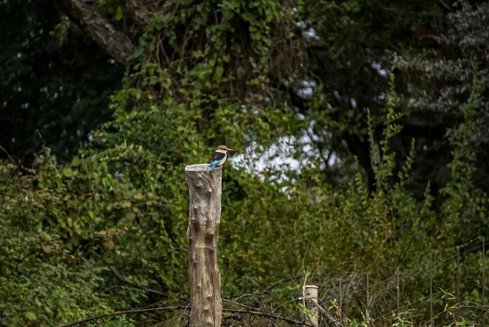 Kingfisher-Vogel