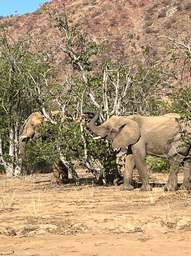 Huab - Elefanten im Flussbett
