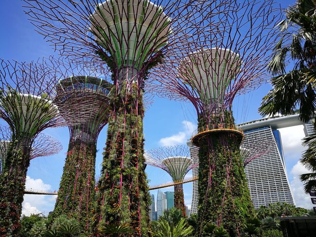 Singapore's Garden