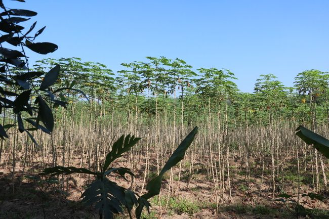 Tapioca plantation