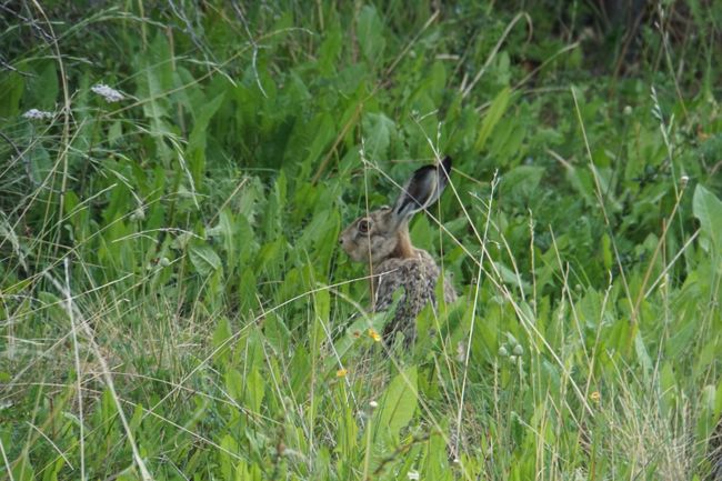Ein Hase versteckt sich im Gras