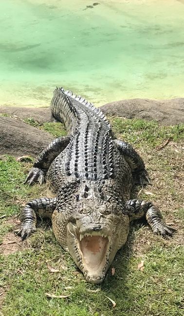 Surfers Paradise, Brisbane y el Australia Zoo
d😉😎