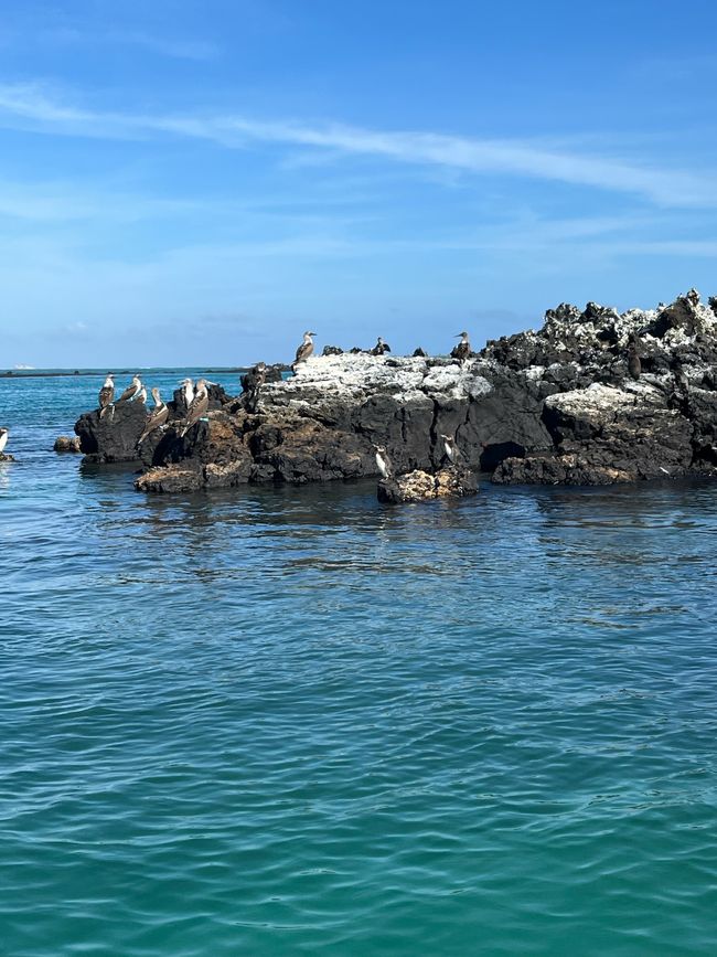 Ypa'ũ Isabela - Galápagos