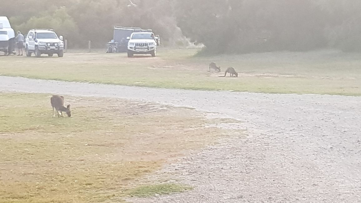 kangaroos come in the evening