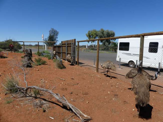 Emu farm somewhere on the Stuart Highway