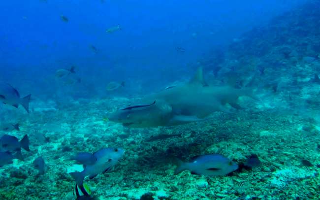 Shark alarm in Fiji