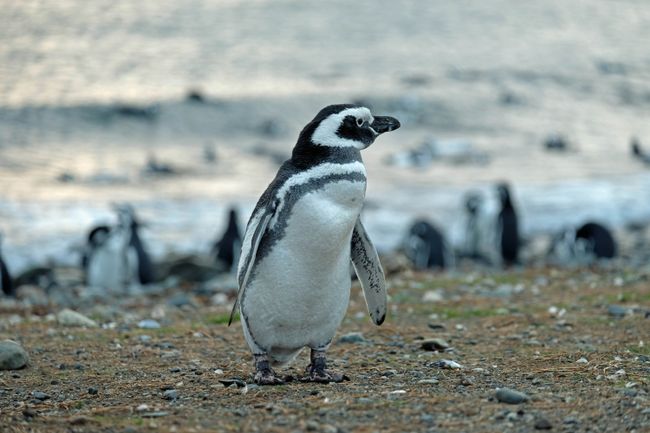 Das ist so ein Magellan-Pinguin von Nahem. Wirkt zwar ziemlich beeindruckend, …
