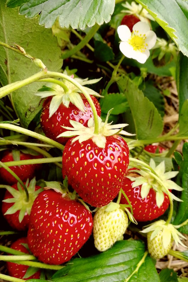 Strawberry heaven 😍
