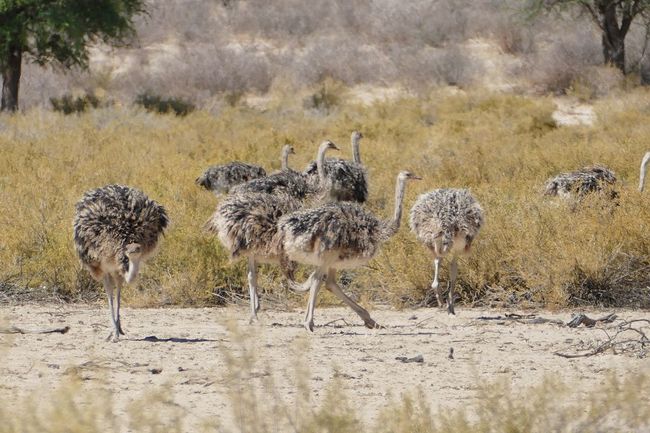 A whole flock of ostriches