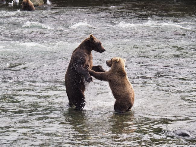 We hoped to see 2-3 bears, then this. At times, there were at least 12 bears at the falls