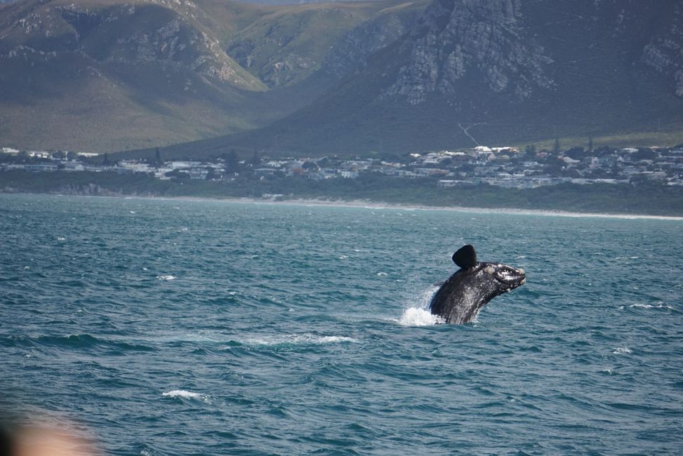 Hermanus ♥️