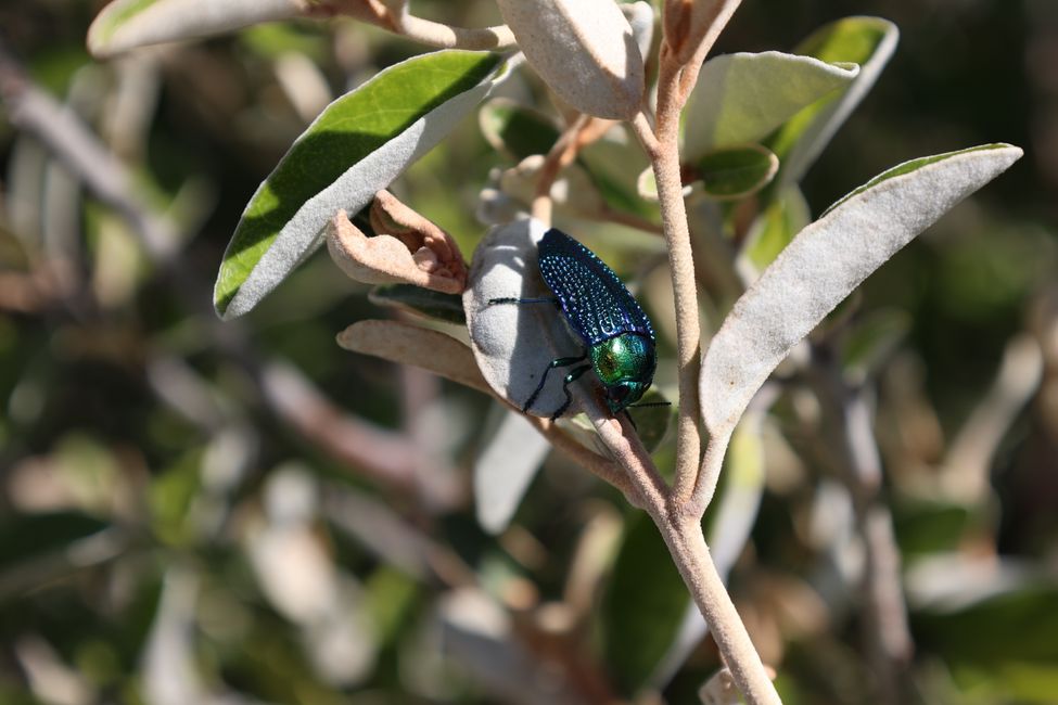 green & shiny bug