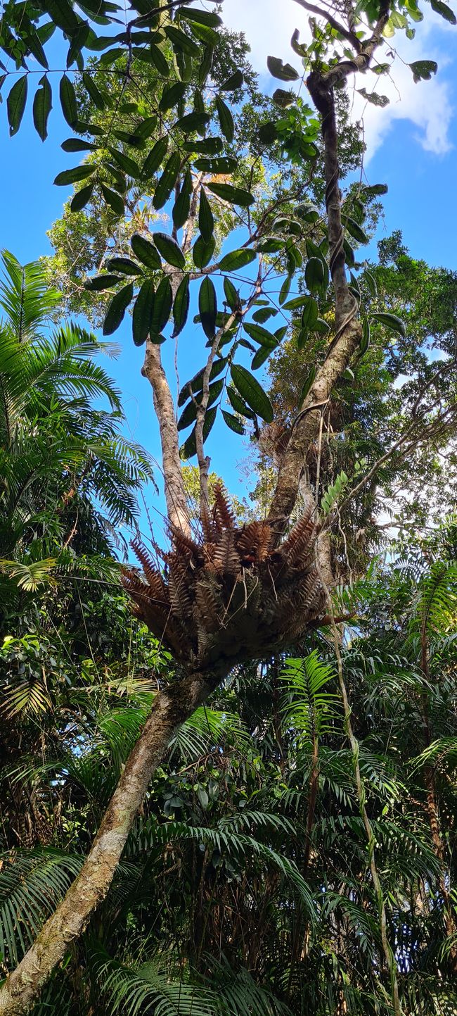 Helechos de árbol