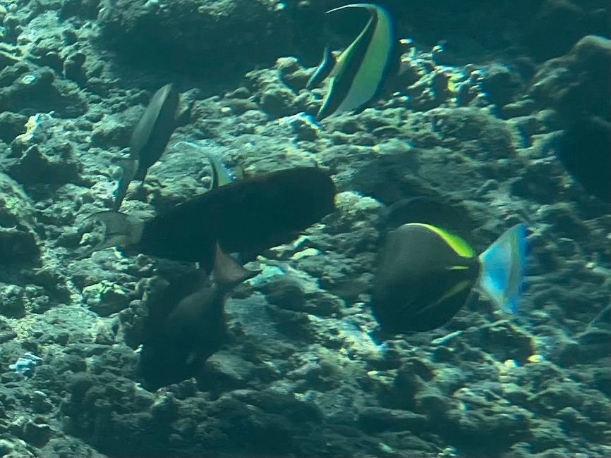 Un día bajo el agua