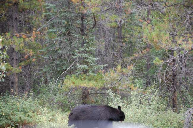 Black bear on Icefields Parkway