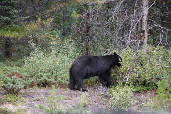 Black bear on Icefields Parkway
