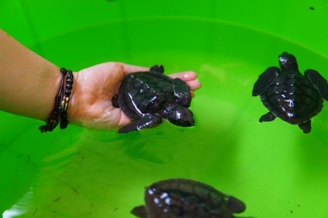 Minischildkröte in der Aufzuchtstation