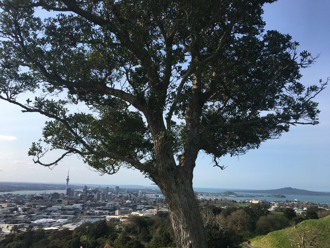 Die wundervolle Skyline Auckland’s vom Mount Eden