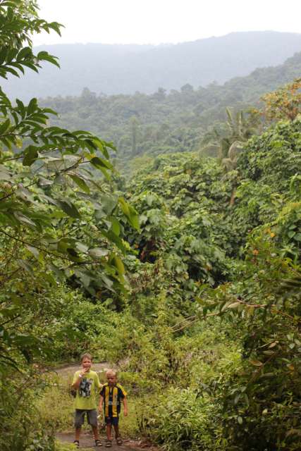 Der Weg zurück durch den Regenwald