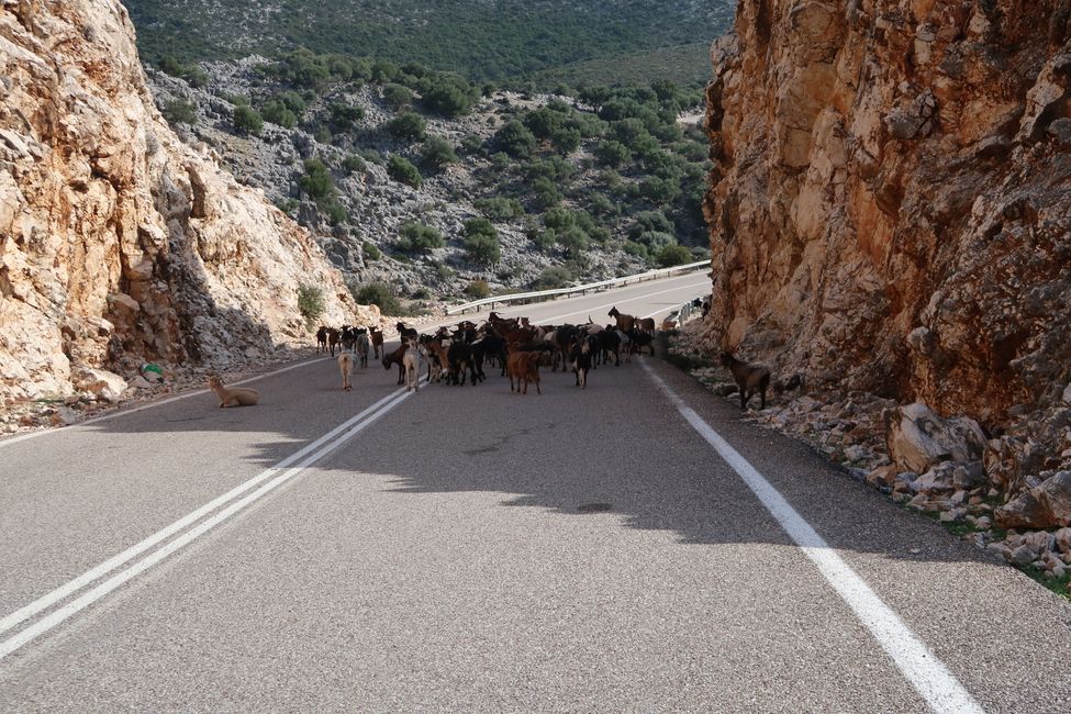 Road closure due to goats fleeing from the sun