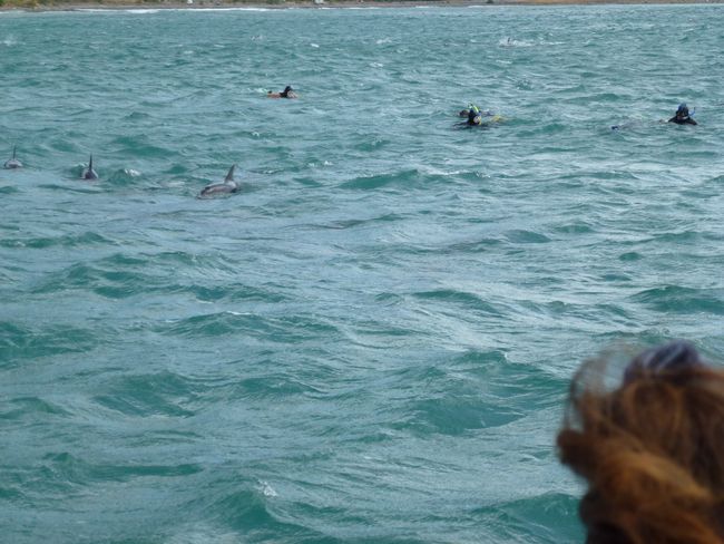 Schwimmen mit Delfinen