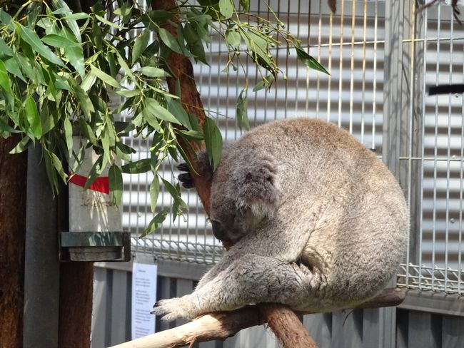 Koalas- Eukalyptus fressen ist schon anstrengend trotz zweier Daumen