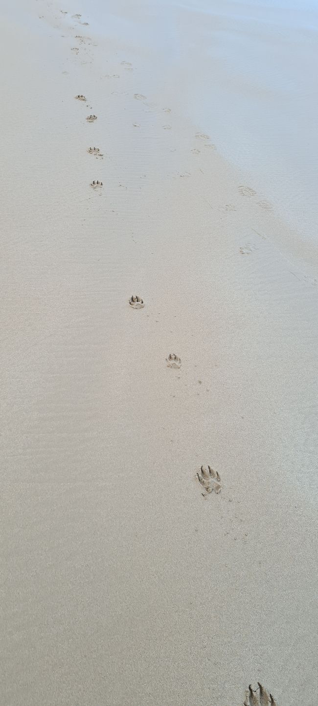 Los perritos también pueden pasear por la playa 👌🐶