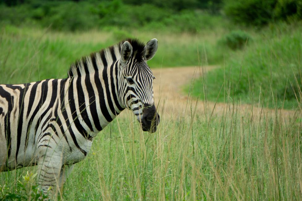 KwaZulu Natal: Auf Safari im Hluhluwe iMfolozi Pak und iSimangaliso Wetland Pak
