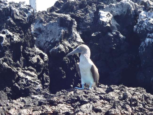 Galapagos Adaları Florası ve Faunası