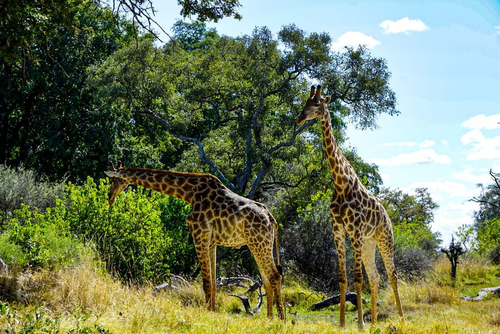 Giraffen im Okavango Delta