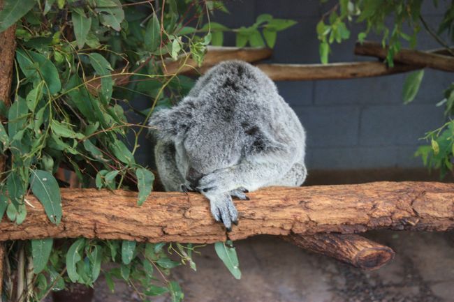 Zu den Koalas