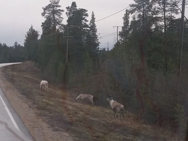 Reindeer grazing next to the road
