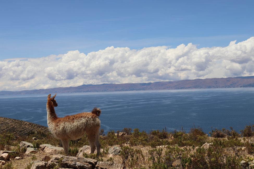 Selbst die einheimischen Tiere können vom Anblick des majestätischen Titicacasees nicht genug kriegen