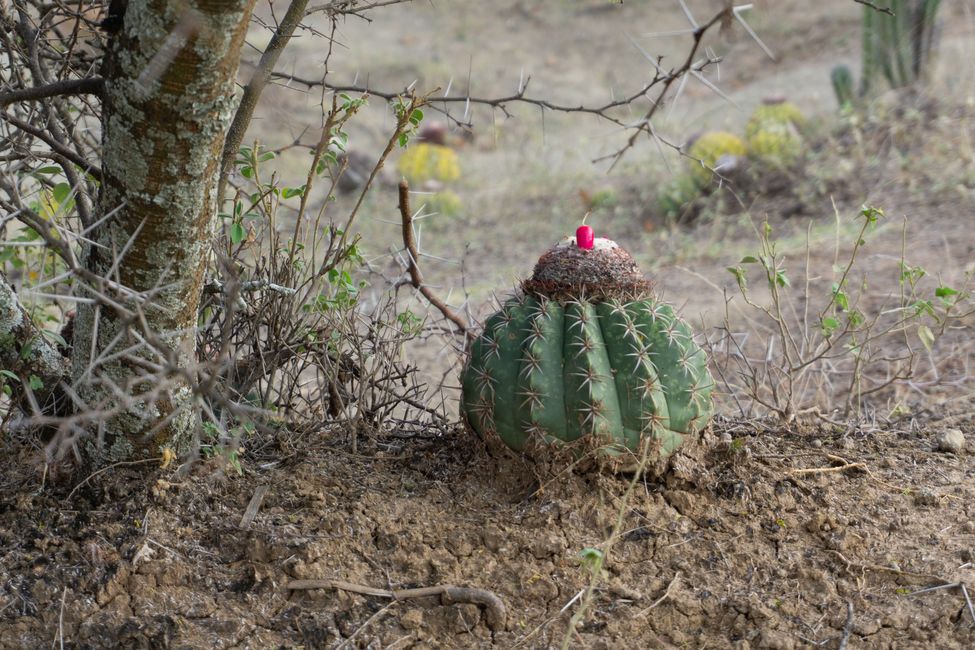 Wieder eine pinke Kaktusfrucht entdeckt