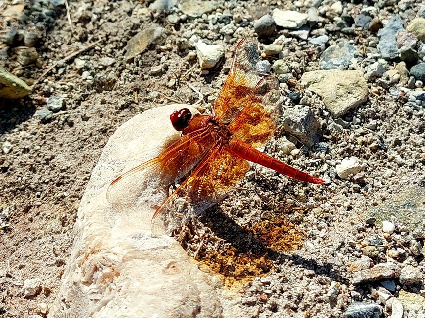 Dragonfly at Hot Creek