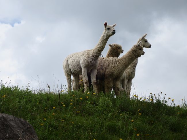 Incaruins and Camelids