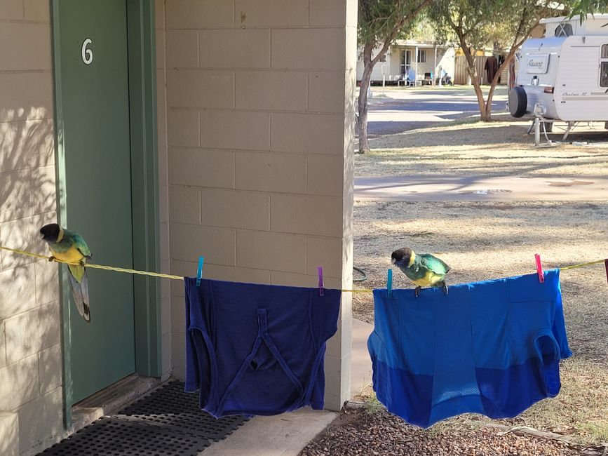 Birds inspecting our laundry