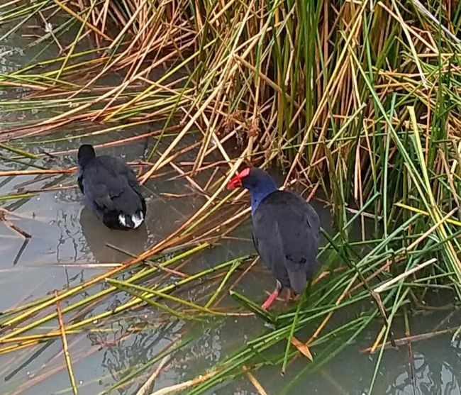 Two dark blue waterbirds with red beak.