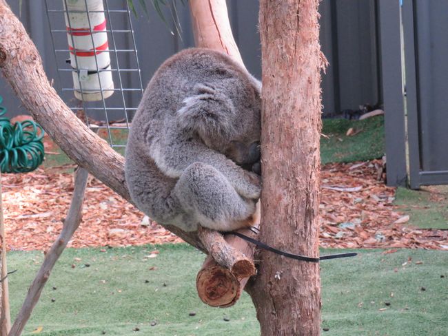 Koala Hospital and Nambucca Heads