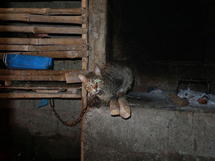 a chained up cat :(