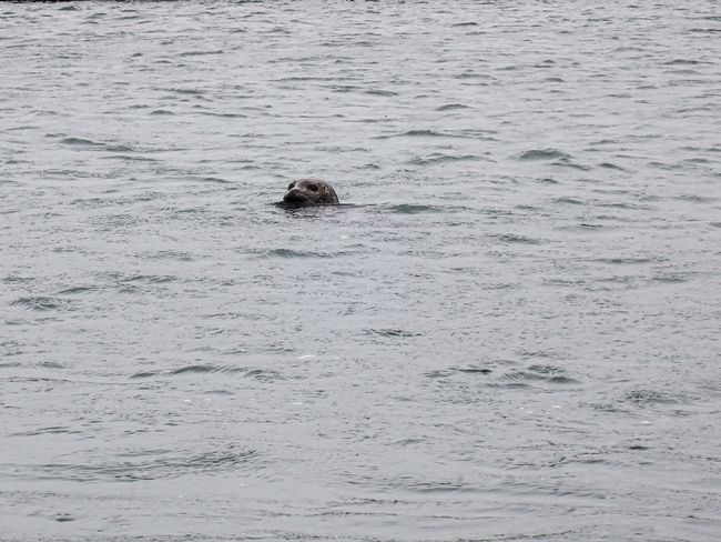 Day 90 - visiting the seals again