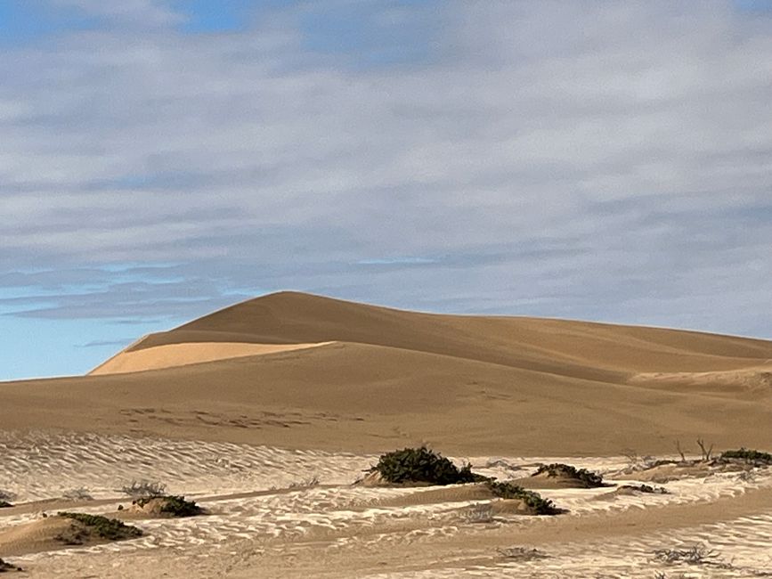 Namib - the desert lives