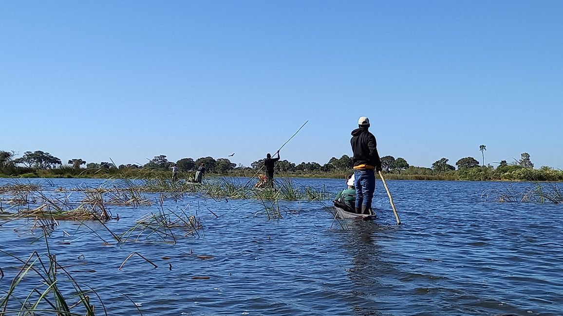 Des del delta de l'Okavango