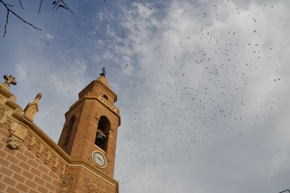 Birds above the church tower of Cabrils
