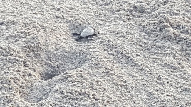 Frisch geschlüpfte Schildkröte