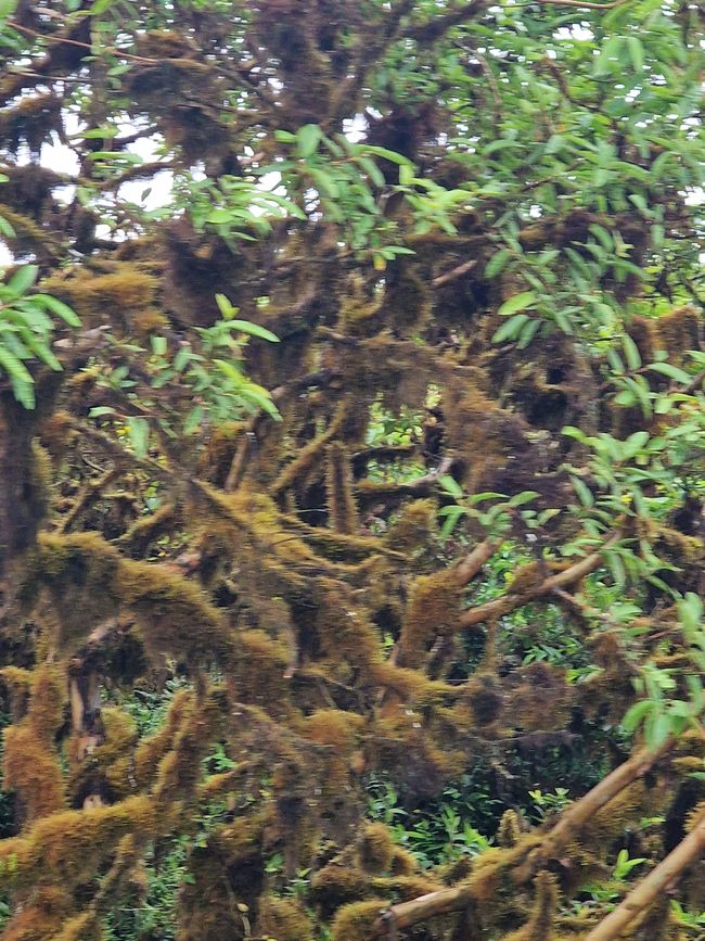 The trees, covered in moss