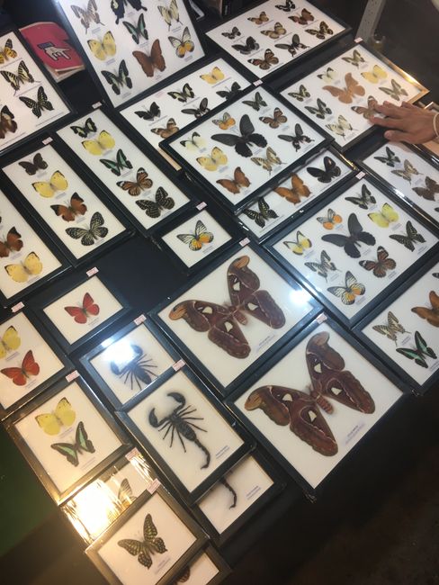 vrais papillons
