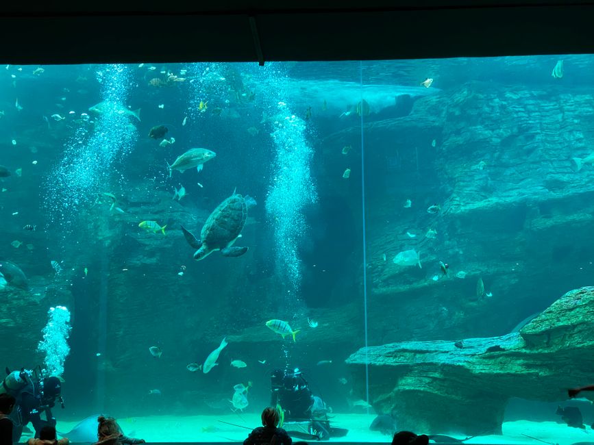 It was impressive to observe so many different fish in these huge water tanks. We arrived just in time to see the divers feeding the animals.