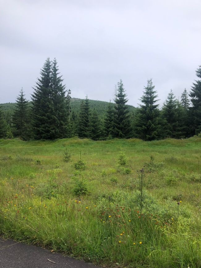 Böhmer Wald