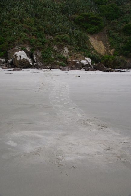 Allans Beach - Fußspuren eines Seelöwens